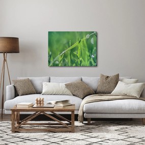 Obraz kropli rosy (70x50 cm)