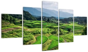 Obraz pól ryżowych (125x70 cm)