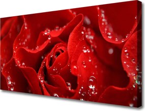 Fotoobraz na płótnie Dzika Róża w Rozkwicie