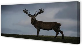 Obraz canvas na ścianę Nocne Spotkanie z Jeleniem