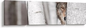 Obraz - Wilk (170x50 cm)