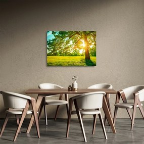 Obraz na szkle - Słoneczny Las (70x50 cm)