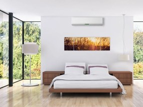 Obraz pola o zachodzie słońca (170x50 cm)