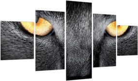 Obraz - Portret kota z bliska (125x70 cm)