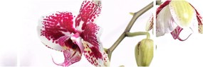Obraz kwiatu orchidei (170x50 cm)