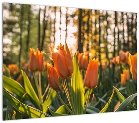 Obraz na szkle - kwiaty tulipanów (70x50 cm)