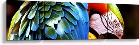 Obraz - Papuga (170x50 cm)