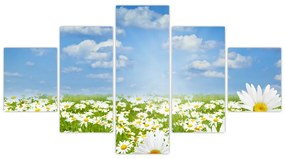 Obraz kwitnącej łąki ze stokrotkami (125x70 cm)