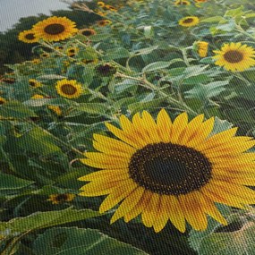 Obraz - Sunflower Field II. (125x70 cm)