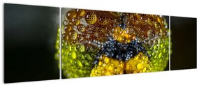 Szczegółowy obraz oczu owadów (170x50 cm)
