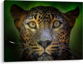 Obraz - Portret lamparta, Sri Lanka (70x50 cm)