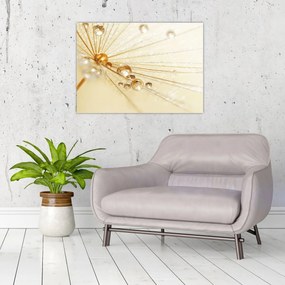 Obraz na szkle - Zdjęcie makro mniszka lekarskiego (70x50 cm)
