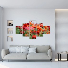 Obraz pola maków (125x70 cm)
