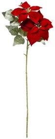 Gwiazda betlejemska, kwiat do stroika, 75 cm