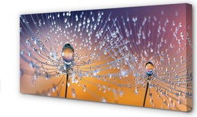 Obraz na płótnie Rosa na Parasolkach Dmuchawca