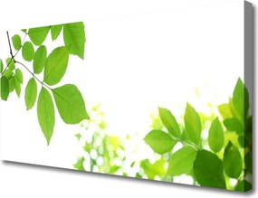 Obraz drukowany na płótnie Aksamitne Płatki Kwiatowe