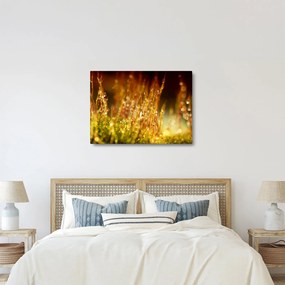 Obraz - Szczegół rosy (70x50 cm)