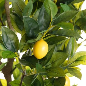 Drzewko Cytrynowe 146cm