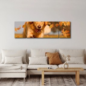 Obraz - Golden Retriever (170x50 cm)