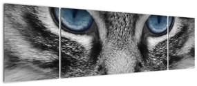 Obraz kota (170x50 cm)