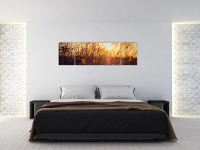 Obraz pola o zachodzie słońca (170x50 cm)