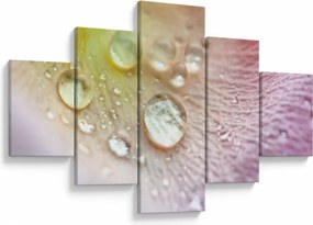 Obraz - Krople rosy (125x70 cm)