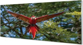 Panel szklany do Kuchni Majestatyczna Papuga Ara