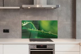 Panel szklany do Kuchni Źdźbło Trawy z Kroplą Rosy