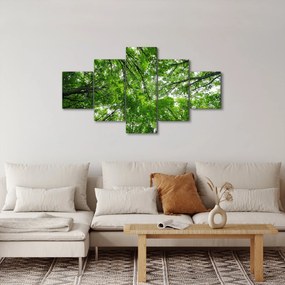 Obraz - Widok do korony drzewa (125x70 cm)