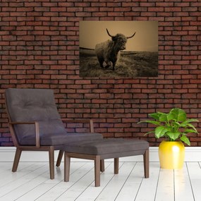 Obraz na szkle - Szkocka krowa na wolności (70x50 cm)