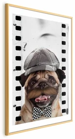 Plakat Mops w czapce 60x90 cm z ramą złotą z marginesem ARTGEIST B