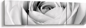 Obraz - Detal kwiatu róży (170x50 cm)