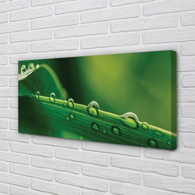 Obraz drukowany na płótnie Źdźbło Trawy z Kroplą