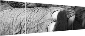 Obraz - Noga słonia (170x50 cm)