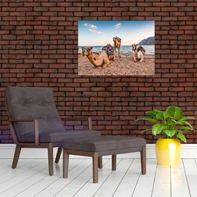 Obraz na szkle wielbłądów (70x50 cm)