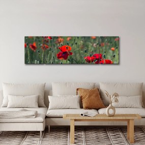 Obraz - Łąka z makami (170x50 cm)