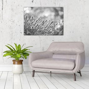 Obraz na szkle - Beżowa miękka trawa N⁰1 (70x50 cm)