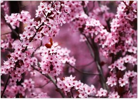 Obraz na szkle - Różowa sakura (70x50 cm)