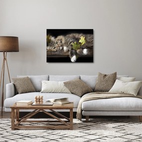 Obraz na szkle - Leżący kot (70x50 cm)
