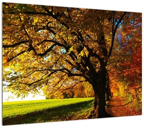Obraz na szkle - jesienne drzewo (70x50 cm)