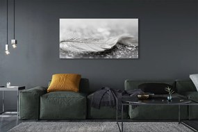 Obraz canvas na ścianę Delikatne Krople na Piórku