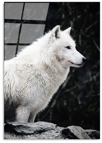 Szklany obraz 70x100 cm White Wolf – Wallity