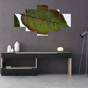 Obraz - Liść róży (125x70 cm)