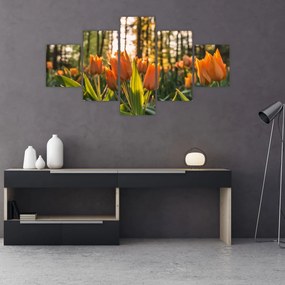 Obraz - pomarańczowe tulipany (125x70 cm)