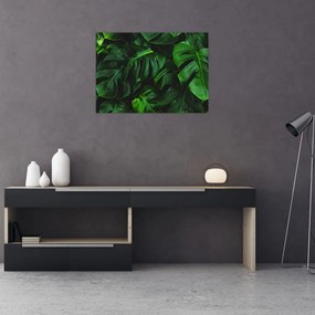 Obraz liści Monstery (70x50 cm)
