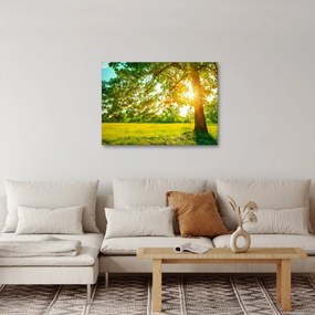 Obraz - Słoneczny Las (70x50 cm)