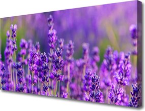 Obraz canvas Prowansalskie Pole Lawendy