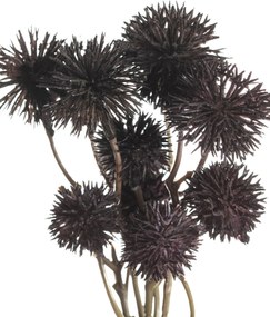 Bukiet Kraspedii 30cm deep brown