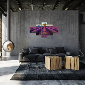 Obraz - Pole lawendy (125x70 cm)