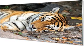 Szklany Panel Odpoczywający Tygrys